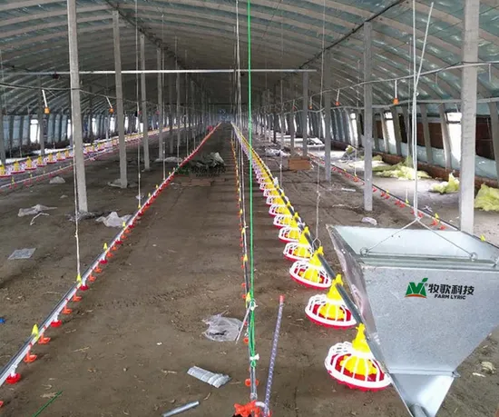 Poultry Feeding System Matching Equipment for Broiler Laying Hens 